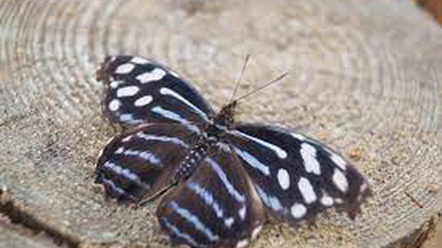 Motylarnia-Dolina Charlotty