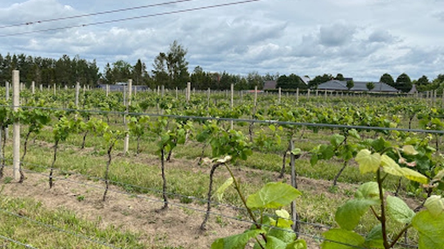 Winnica Anna De Croy