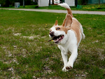 Dog parki w Chełmie - obietnice, rzeczywistość i oczekiwania mieszkańców
