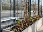 Zielone wiaty w Chełmie do poprawki? Miasto tłumaczy, co stało się z roślinnością