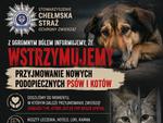 Granica wytrzymałości pękła. Chełmskie stowarzyszenie wstrzymuje przyjmowanie zwierząt